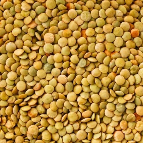 Green Lentils Whole (25kg)