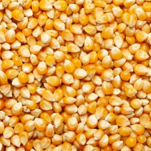 Popcorn (25kg) Popping Corn