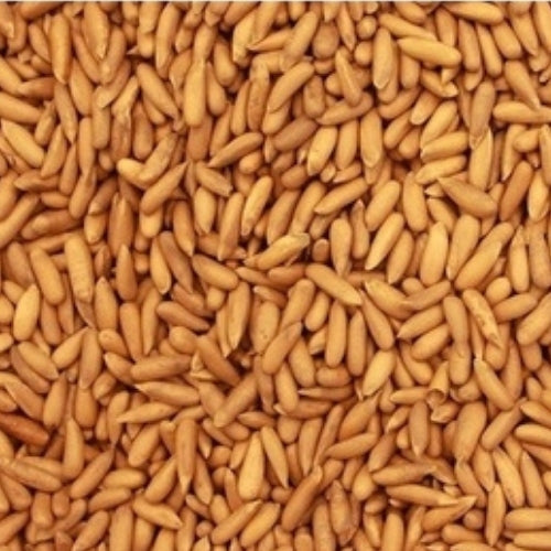 Chilgoza Pine Nuts (5kg)