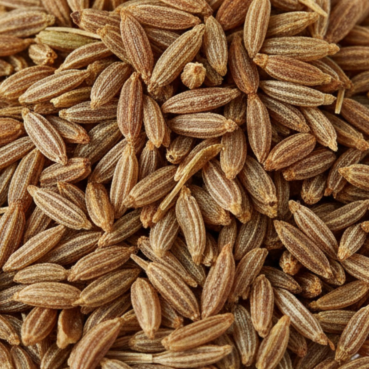 Cumin Seeds (25kg)