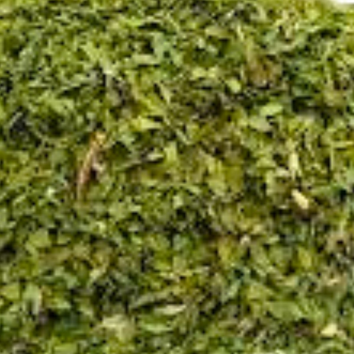 Fenugreek Leaves (Kasuri Methi) (12kg)