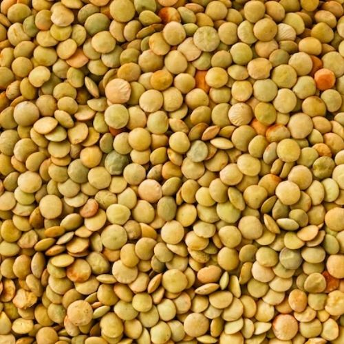 Green Lentils Whole (25kg)