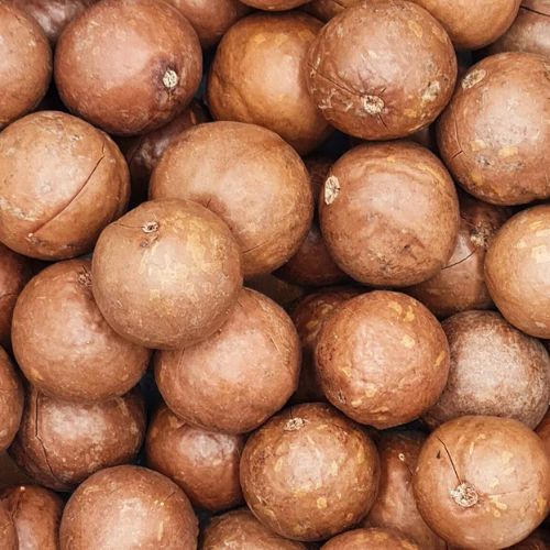 Macadamia In Shell (20kg) | Bulk Supply at Wholesale Prices | Shop Now ...