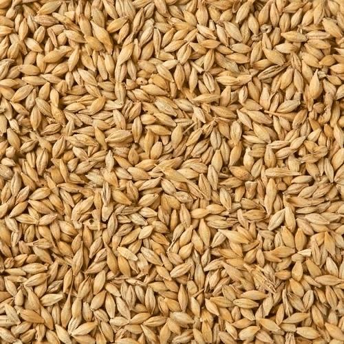 Whole Barley (25kg)